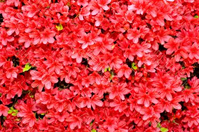 Azaleas
