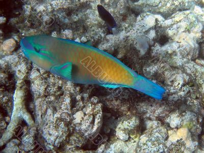 Great Barrier Reef