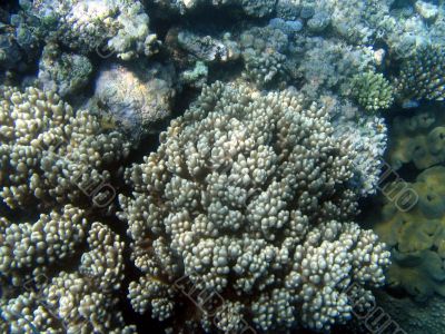 Great Barrier Reef