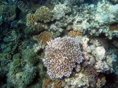 Great Barrier Reef