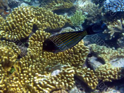 Great Barrier Reef