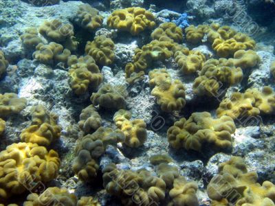 Great Barrier Reef