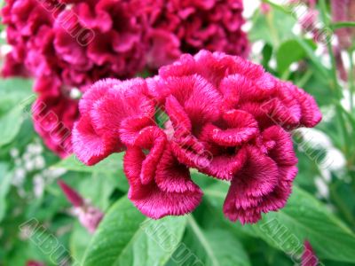 Flower - a red comb of the cock. A close up.
