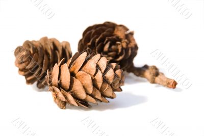 Three fir cones