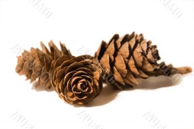 Three fir cones