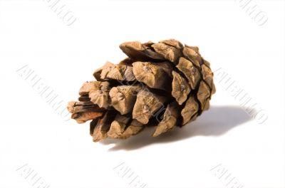 Fir cone