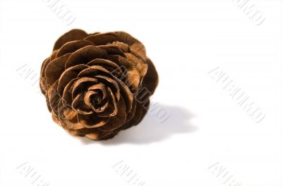 Fir cone