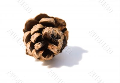 Fir cone