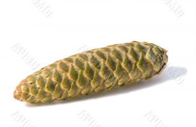 Fir cone