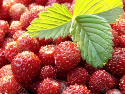 wild strawberry