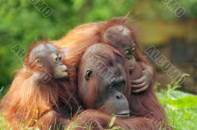 mother orangutan with her babies