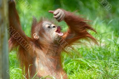 cute baby orangutan