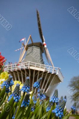 Dutch windmill and colorful flowers