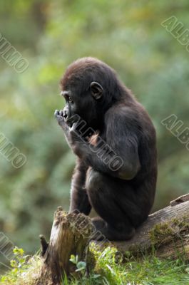 baby gorilla