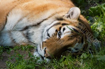 beautiful tiger