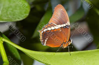 beautiful butterfly