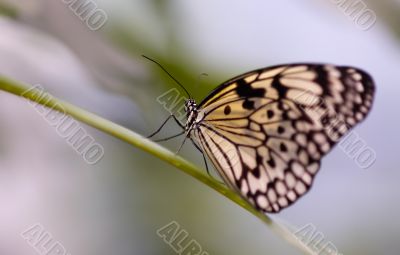 close-up of a beautiful butterfly