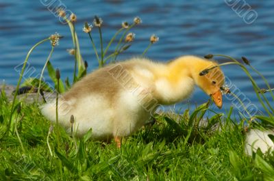 cute duckling