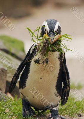 cute penguin