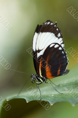 beautiful butterfly