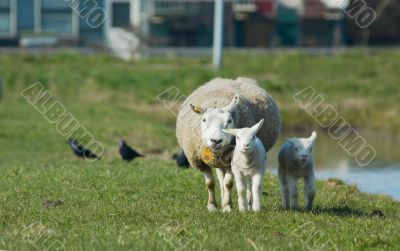 mother and two lambs