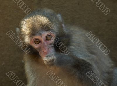 cute baby monkey