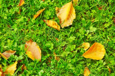 autumn in the park