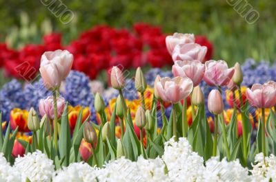 colorful flower garden