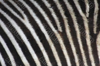 Zebra texture