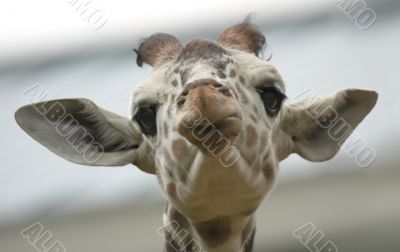 Cute baby giraffe