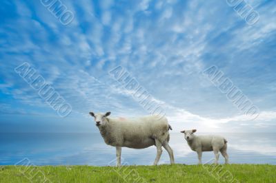 mother and baby sheep