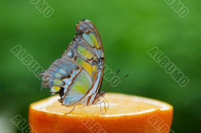 Beautiful butterfly