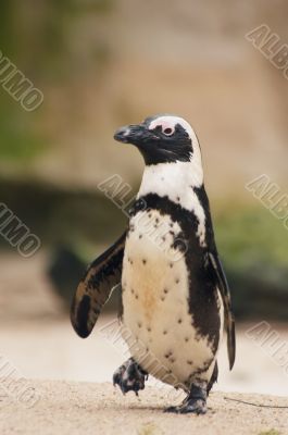 cute penguin