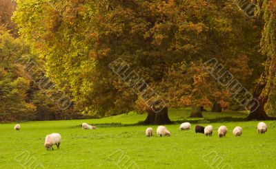 autumn in the park