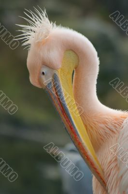 portrait of a pelican