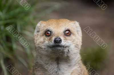 mongoose
