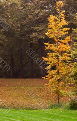 autumn in the park