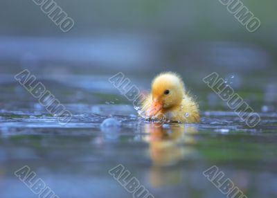 little duckling
