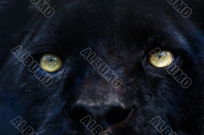 black panther