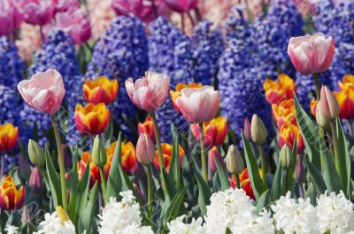 colorful flower garden