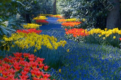 colorful flower garden