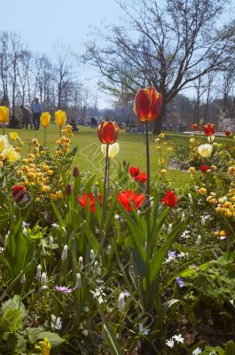colorful flower garden in spring