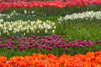 colorful flower garden