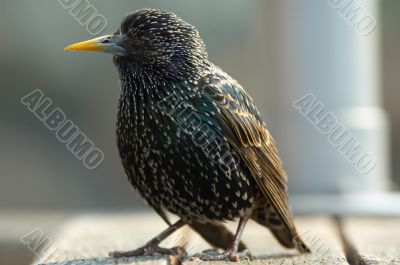 close-up of a starling