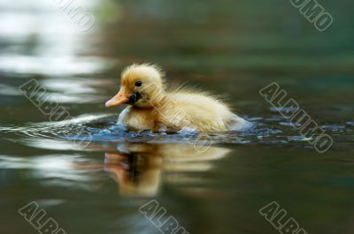 close-up of a cute duckling