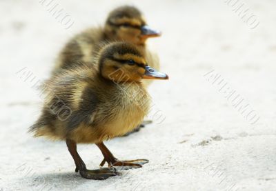 cute little duckling