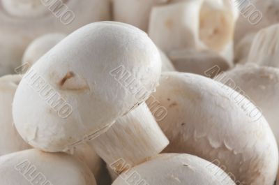 Mushroom background