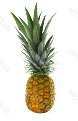 isolated pineapple
