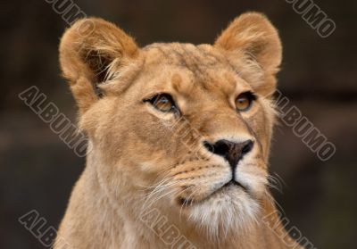 portrait of a female lion