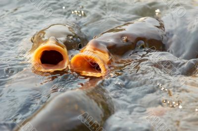 carp